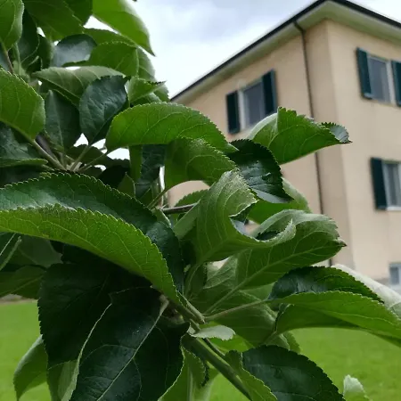Il Melo Di Titta Apartment